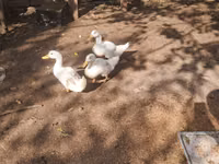 Ducks — 照片 2