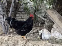 Chickens — الصورة 2