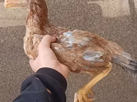 Chickens — Foto 1
