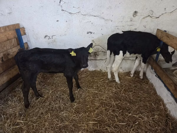 गाय, Russian Black pied cattle