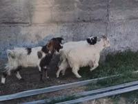 बकरा, बकरियाँ — फ़ोटो 2