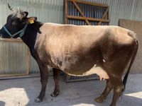 Kuh, Holstein-Rasse — Foto 1