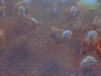 Chickens — Foto 2