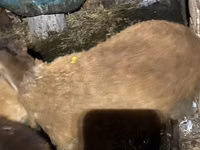 Ram, Shirvan sheep — photo 6