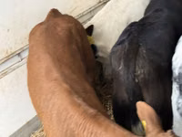 牛只（批次，未指定性别）, Simmental cattle — 照片 6