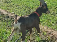 Goat, Toggenburg goat — photo 1