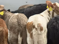 Cattle (batch, sex not specified), Russian Black pied cattle — photo 4