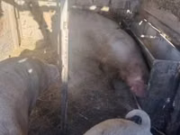 Säue, Schweine — Foto 8