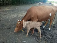 Kuh, Simmental cattle — Foto 1