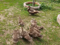 Ducks — photo 4