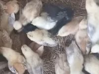 Chickens — الصورة 8