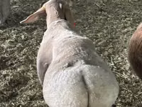 Ram, Sheep — photo 3