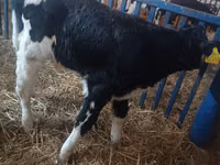 ثور, Russian Black pied cattle — الصورة 7
