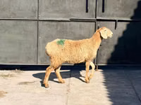 Schaf, Hissar sheep — Foto 3