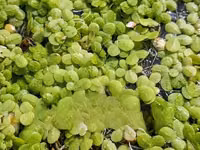Fresh Azolla Mixed Duckweed Feed Only (Pigs, Ducks, Chicken, Fish Etc) — फ़ोटो 1