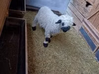 Ram, Valais Blacknose sheep — photo 3