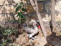 Japanisches Bantam — Foto 2
