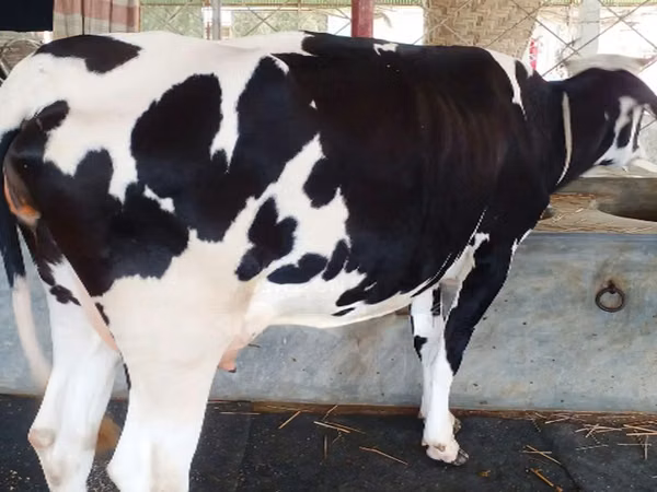 Kuh, Holstein-Rasse