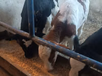 Bull, Cattle — photo 1