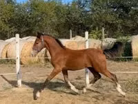 घोड़ा, Dutch warmblood horse — फ़ोटो 2