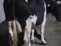 母牛, Holstein breed — 照片 1
