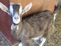 Billy Goat, Toggenburg goat — photo 2