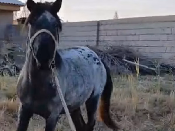 Caballo, Kazakh horse
