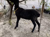 Widder, Arashan sheep — Foto 2