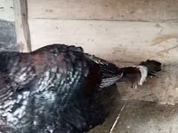 Turkeys — Foto 4