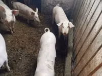 Schweine (Partie, Geschlecht nicht angegeben) — Foto 2
