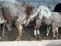 نعجة, East Friesian Dairy sheep — الصورة 3