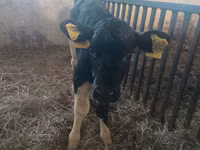 بقرة, Russian Black pied cattle — الصورة 4