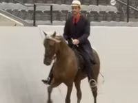 公马, Rocky Mountain Horse — 照片 4