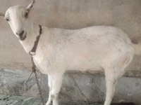 ماعز (دفعة، الجنس غير محدد), Barbari goats — الصورة 1