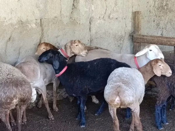 Sheep, Sheep