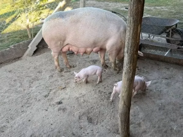 Säue, Schweine