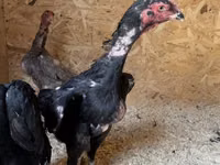 Chickens — 照片 6