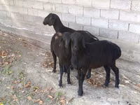 公羊, Sheep — 照片 3