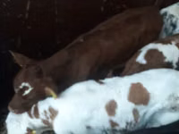 公牛, Simmental cattle — 照片 5
