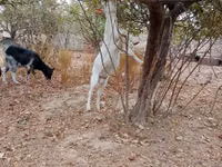 बकरियाँ (लॉट, लिंग निर्दिष्ट नहीं), बकरियाँ — फ़ोटो 3