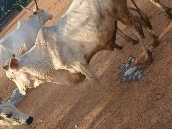 Bull, Cattle