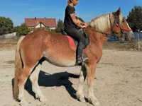 Caballo, Gypsy horse — foto 7