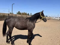 Mare, Friesian — photo 3