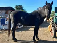Horse (M), Horses — photo 1