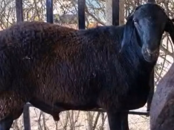Ram, Kazakh fat-tailed coarsewool sheep