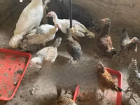 Turkeys — फ़ोटो 6