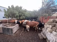 Bull, Red-spotted breed — photo 5