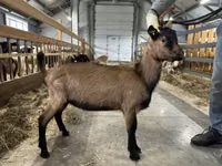 Cabro, Alpine goat — foto 2