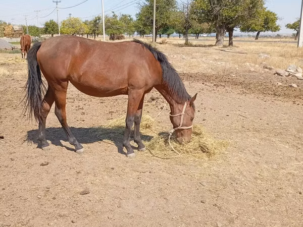 Stute, Kyrgyz Horse