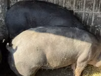Säue, Schweine — Foto 1